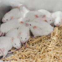Illustrative: Laboratory mice. (toeytoey2530/Istock via Getty Images)